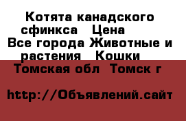 Котята канадского сфинкса › Цена ­ 15 - Все города Животные и растения » Кошки   . Томская обл.,Томск г.